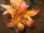 Lilie 'Royal Sunset' - LA hybridy
