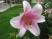 Lilie 'Bellsong' - LO hybridy