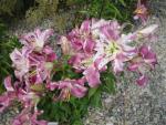 Lilium x hybridum    'Purple Lady'  lilia kwiaty