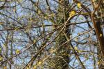 Dřín jarní (Cornus mas)