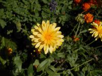 Měsíček lékařský (Calendula officinalis)
