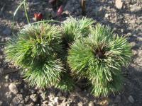 Pivoňka úzkolistá