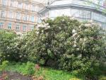 Pěnišník (Rhododendron)
