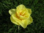 Narcis (Narcissus)