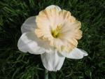 Narcis (Narcissus)