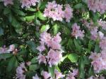 Pěnišník japonský (Rhododendron japonicum)