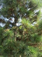 Borovice limba (Pinus cembra)