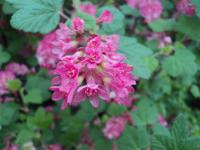 Meruzalka krvavá (Ribes sanguineum)