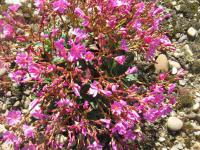 Levisie květnatá (Lewisia cotyledon)