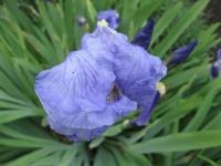 Iris x germanica   kosaciec kwiaty