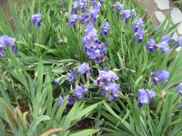 Iris x germanica   kosaciec roślina