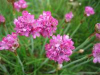 Trávnička přímořská 'Laucheana' (Armeria maritima)