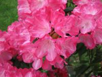 Pěnišník (Rhododendron)
