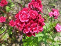 Hvozdík vousatý (Dianthus barbatus)