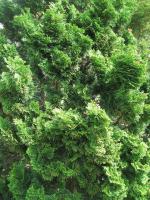 Cypřišek tupolistý 'Nana Gracilis'