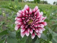 Jiřinka 'Contraste' (Dahlia)