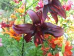 Lilium x hybridum         'Night Flyer'  lilia kwiaty