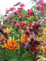 Lilium x hybridum  'Night Flyer' - lilia