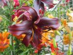 Lilium x hybridum           'Night Flyer'  lilia kwiaty