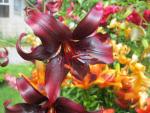 Lilium x hybridum          'Night Flyer'  lilia kwiaty