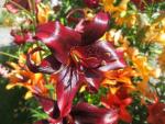 Lilium x hybridum   'Night Flyer'  lilia kwiaty