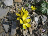 Eranthis cilicicus   rannik cylicyjski roślina