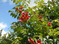 Křivouš kořenující (Campsis radicans)