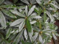 Pěnišník (Rhododendron)