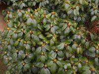 Pěnišník (Rhododendron)