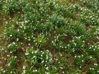 Bledule jarní (Leucojum vernum)