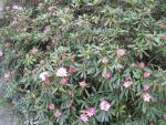 Pěnišník (Rhododendron)