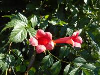 Křivouš kořenující (Campsis radicans)