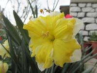 Narcis 'Belcanto' - Collar narcisy (Narcissus)
