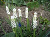 Modřenec širolistý 'Album' (Muscari botryoides)