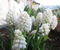 Modřenec širolistý 'Album' (Muscari botryoides)