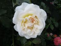 Rosa        'Kosmos'  róża kwiaty