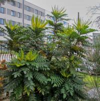 Mahonie prostřední 'Winter Sun' (Mahonia x media)