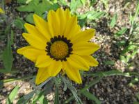 Gazánie zářivá Kiss Yellow (Gazania rigens)