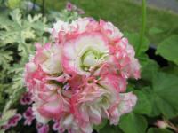 Pelargónie páskatá 'Appleblossom Rosebud' (Pelargonium zonale)