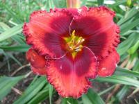Hemerocallis   'Orange City'  liliowiec ogrodowy kwiaty