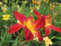 Denivka 'All American Chief' (Hemerocallis)