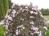 Plamének horský 'Rubens' (Clematis montana)