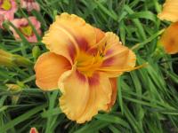 Denivka 'Bronzette Star' (Hemerocallis)