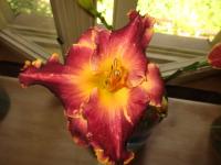 Denivka 'Orchid Electra' (Hemerocallis)