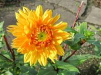 Jiřinka 'Noordwijks Glorie' (Dahlia)