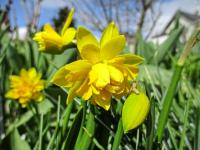 Narcis 'Tete Boucle' - Plnokvěté narcisy (Narcissus)