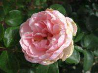 Růže 'Cinderella' (Rosa)