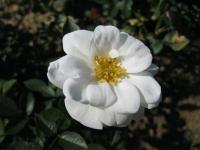 Růže 'White Cover' (Rosa)