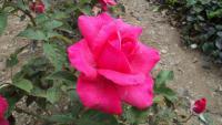 Růže 'Electron' - Velkokvěté růže (Rosa)