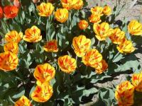 Tulipán 'Olympic Flame' - Darwin hybridy (Tulipa)